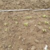 畑の野菜の成長日記
