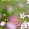 ソウルメイト３（解消出来るカルマ、解消出来ないカルマ、解消出来ないカルマは持ち越す）