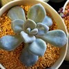 🌵多肉植物  ムチムチな月下美人 他🌵