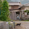 地元住宅街のねこさん