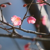 松山城山公園の梅が開花しました