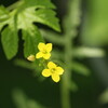 ・(^-^)/野菜の花たち🌻