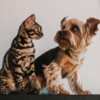 PETAは、犬と猫の海軍試験を終了してくれたトランプ管理者に感謝し、包括的な連邦禁止を求めます