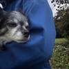 老犬ホームあん｜新人さん チロ^^