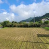 カボチャ🎃収穫＆畑の除草2日目