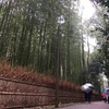 さくらの季節 京都嵐山 in 2017