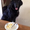 ワンコのハンドリングの練習をしました。