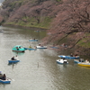 千鳥ヶ淵の開花状況2017（2017/3/31昼間）