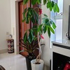 ツピダンサスの成長