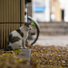 近隣繁華街のねこさん