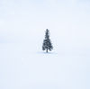 真っ白けの美瑛町の朝～クリスマスツリーの木などなど【11月30日撮影】
