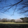 小金井公園_桜（東京都小金井市）