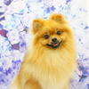 ポメラニアンのぽむちゃん