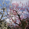 奈良公園　梅の花見。