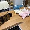短編猫時代小説『ねこだまり』のレビュー。