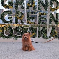 【犬連れレポート】JR大阪北「グラングリーン大阪」南エリアを見に行ってきました。