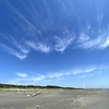 宮崎の海岸の松林ではもう蝉が鳴いている。