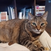 腰痛のおっさんに寄り添ってくれた猫さん二人