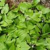 白い花の小さな山野草