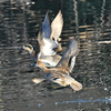 千里中央公園でトモエガモの