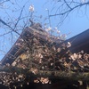 桜＠靖國神社と千鳥ヶ淵