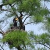 井の頭公園のカワウ