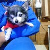 老犬ホームあん｜新人さん　チョコ^^