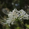 京都府立植物園   初秋