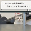 猫雑記 ～帰省時点検・すずめ編～