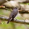箱根野鳥の森と花