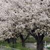 桜並木 散り始めてきました