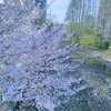 心をふゎっと緩める、ひとり花見♡