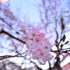 🌸上野恩賜公園　早咲き桜を魚眼レンズで撮影しました😊