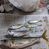 大阪　舞洲の釣り　大鯖ゲット！