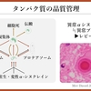 パーキンソン病を科学する６－①～タンパク質の品質管理と「異常αシヌクレイン仮説」