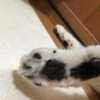 ウチの白黒🐼猫ちゃん、5歳の誕生日🎉