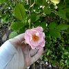 バラの開花速報４：フラワーガール＆群舞