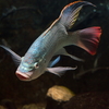 オレオクロミス・タンガニカエ Oreochromis tanganicae