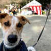 葛原岡神社への初詣に、ユクとゆく。