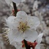 2022年の梅園公園と梅の木通り（４）～つくば市とその周辺の風景写真案内（７１２）