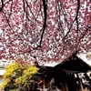 #蔵前神社#桜#ミモザ