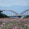 コスモス ～河川敷は花盛り～