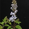 Scutellaria rubropunctata