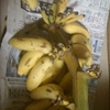 奄美のバナナ