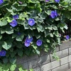 ●庭では、変わったヒマワリが咲いてます。レッドサン。