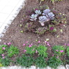 ＊花壇の植えつけ、小さな花たち＊