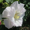 白い花の魅力（１）