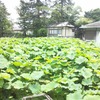 高田本山専修寺の蓮池