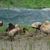 本日（6/19）の鳥見