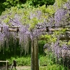 ✿小石川後楽園　藤の花が見頃になってます😊